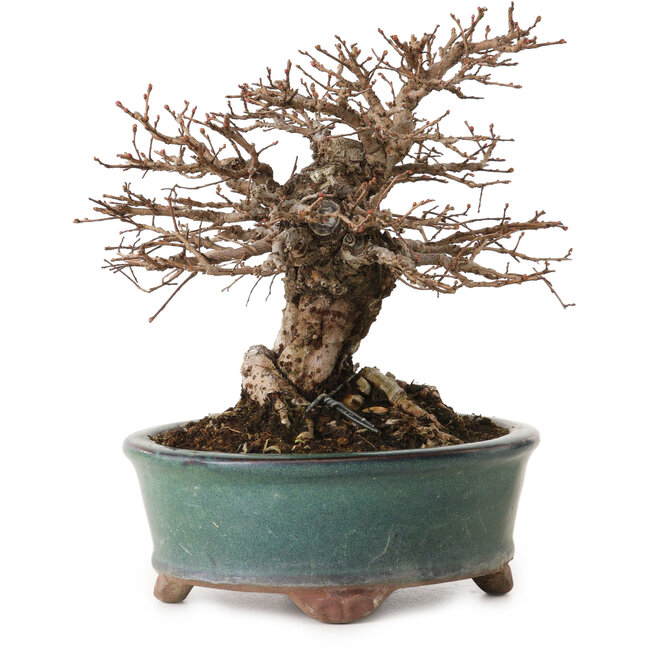 Ulmus parvifolia Nire, 15 cm, ± 12 years old, with a nebari of 6 cm