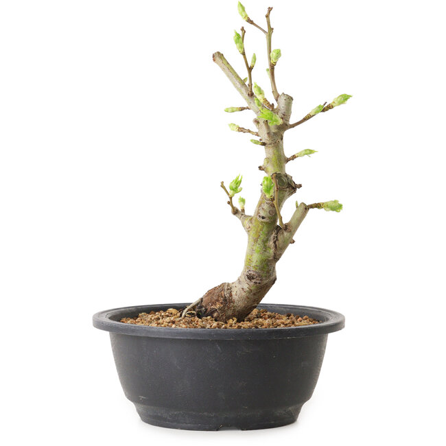 Crataegus, 24 cm, ± 12 years old