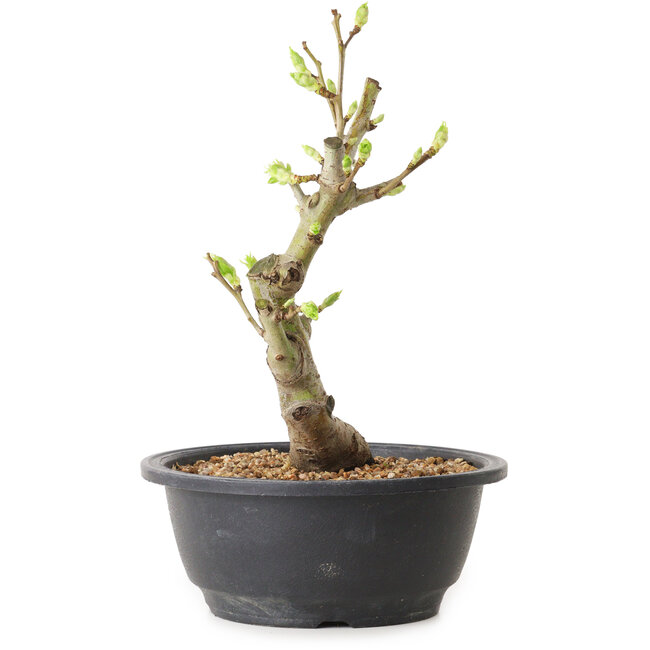 Crataegus, 24 cm, ± 12 ans