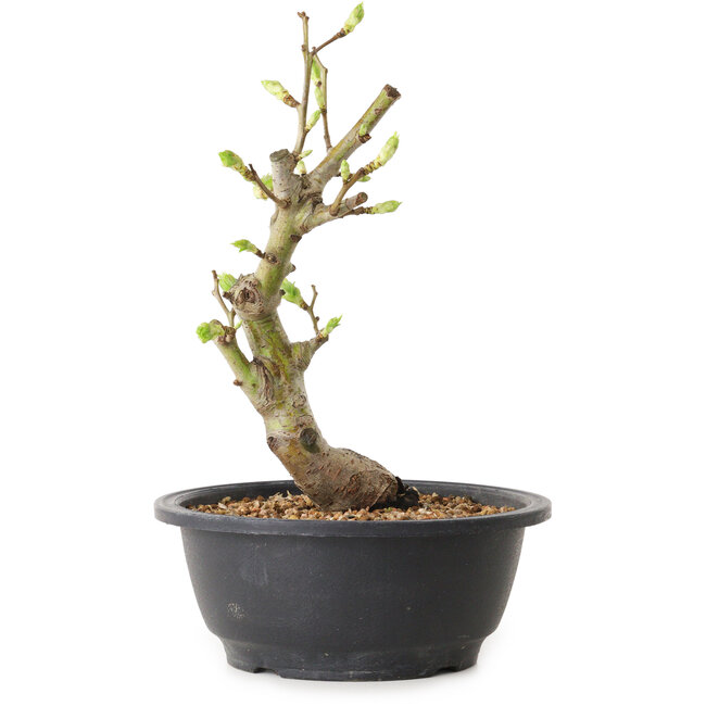 Weißdorn, 24 cm, ± 12 Jahre alt