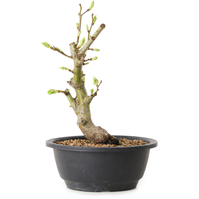 Crataegus, 24 cm, ± 12 years old