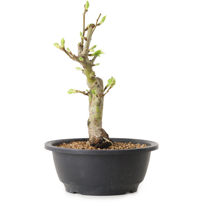 Crataegus, 24 cm, ± 12 ans