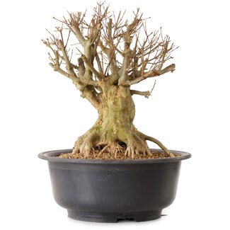 Acer buergerianum, 39 cm, ± 25 years old