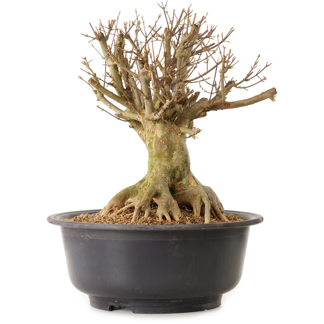 Acer buergerianum, 39 cm, ± 25 jaar oud, met een nebari van 25 cm