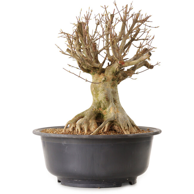 Acer buergerianum, 39 cm, ± 25 jaar oud, met een nebari van 25 cm