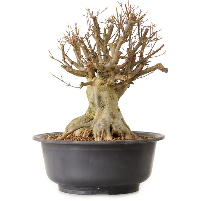 Acer buergerianum, 39 cm, ± 25 ans, avec un nebari de 25 cm