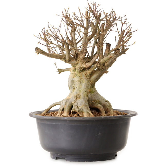 Acer buergerianum, 39 cm, ± 25 anni, con nebari di 25 cm