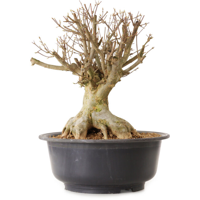 Acer buergerianum, 39 cm, ± 25 ans, avec un nebari de 25 cm