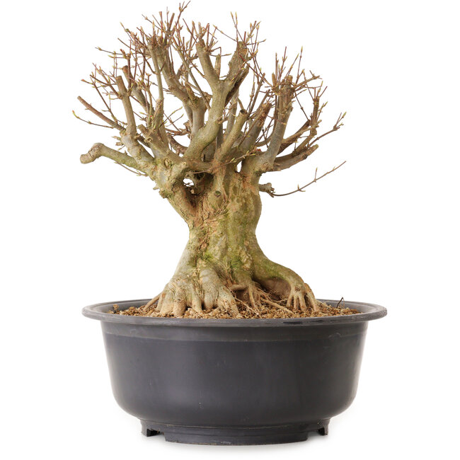 Acer buergerianum, 39 cm, ± 25 anni, con nebari di 25 cm