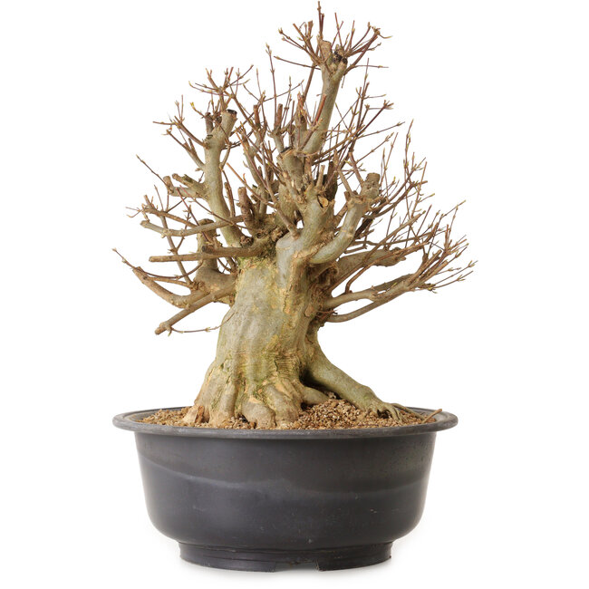 Acer buergerianum, 45 cm, ca. 25 Jahre alt, mit einem Wurzelhals von 30 cm