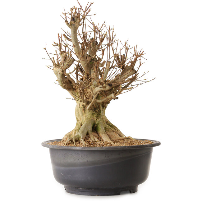 Acer buergerianum, 45 cm, ± 25 jaar oud, met een nebari van 30 cm