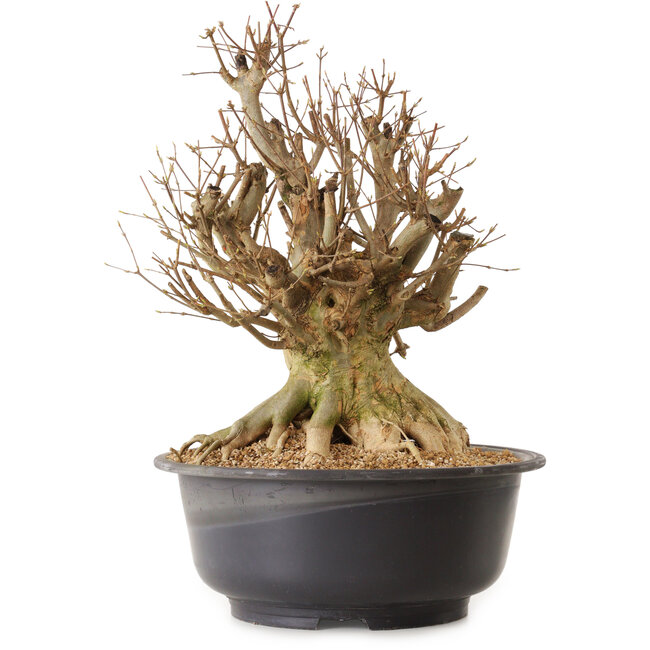 Acer buergerianum, 45 cm, ± 25 ans, avec un nebari de 30 cm