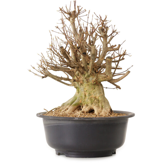 Acer buergerianum, 45 cm, ± 25 ans, avec un nebari de 30 cm