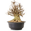 Acer buergerianum, 45 cm, ± 25 jaar oud, met een nebari van 30 cm