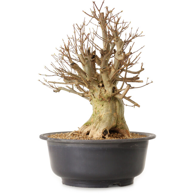 Acer buergerianum, 45 cm, ca. 25 Jahre alt, mit einem Wurzelhals von 30 cm