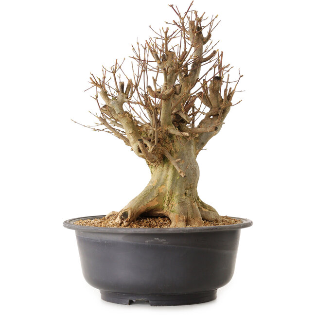 Acer buergerianum, 45 cm, ± 25 anni, con nebari di 30 cm
