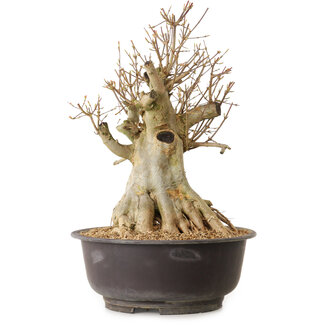 Acer buergerianum, 42 cm, ± 25 ans