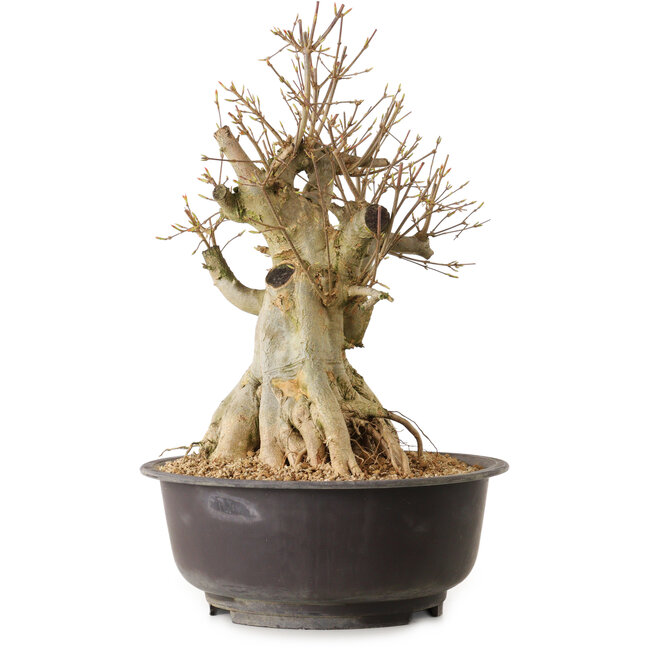 Acer buergerianum, 42 cm, ± 25 anni, con nebari di 28 cm