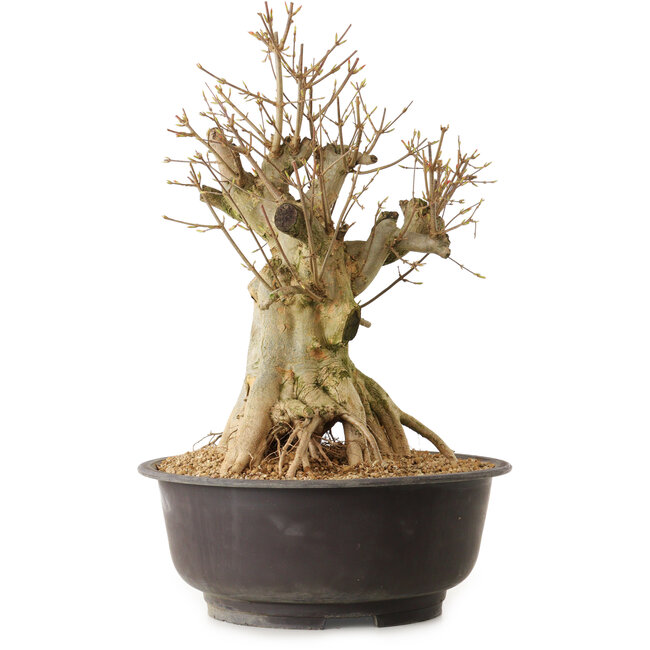 Acer buergerianum, 42 cm, ± 25 jaar oud, met een nebari van 28 cm
