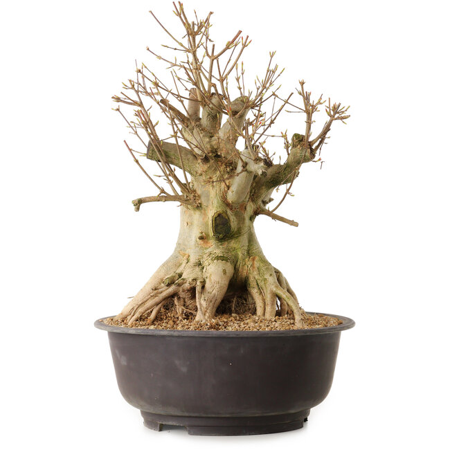 Acer buergerianum, 42 cm, ca. 25 Jahre alt, mit einem Wurzelhals von 28 cm