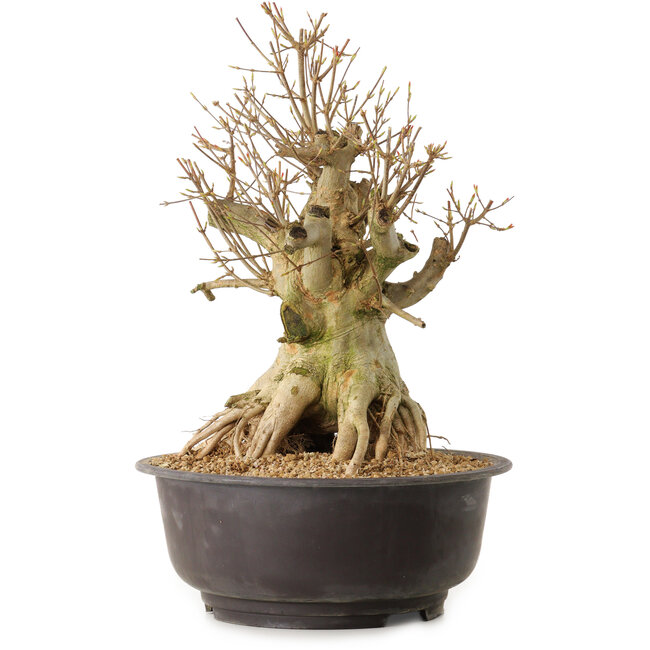 Acer buergerianum, 42 cm, ± 25 ans, avec un nebari de 28 cm