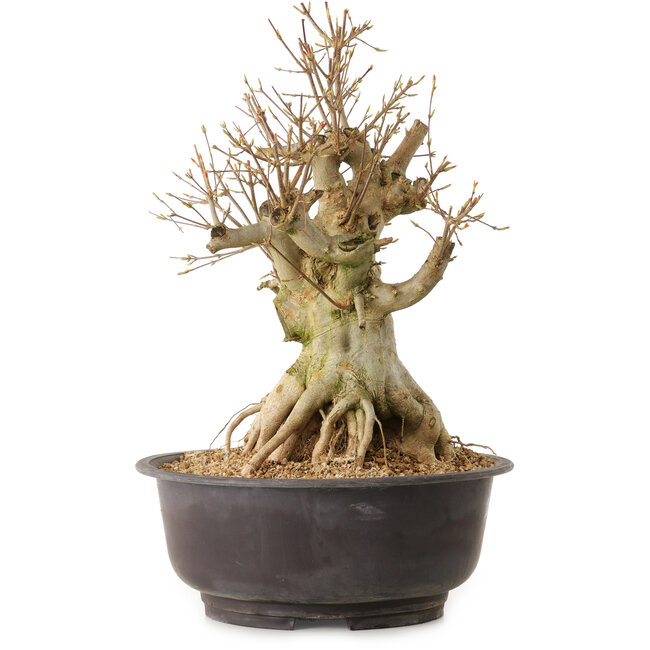 Acer buergerianum, 42 cm, ca. 25 Jahre alt, mit einem Wurzelhals von 28 cm