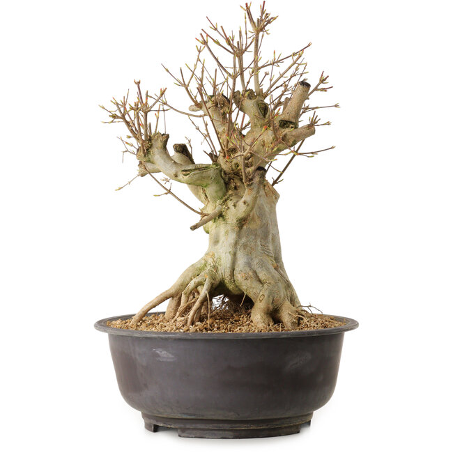 Acer buergerianum, 42 cm, ± 25 anni, con nebari di 28 cm