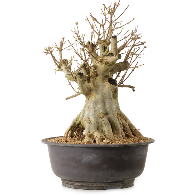 Acer buergerianum, 42 cm, ± 25 ans, avec un nebari de 28 cm