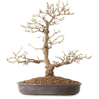 Acero palmato, 36 cm, ± 15 anni