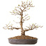 Acer palmatum, 36 cm, ± 15 jaar oud