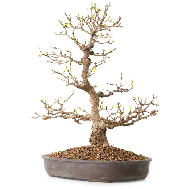 Acer palmatum, 36 cm, ± 15 Jahre alt