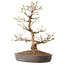 Acer palmatum, 36 cm, ± 15 Jahre alt