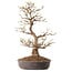 Acer palmatum, 36 cm, ± 15 jaar oud