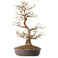 Acer palmatum, 36 cm, ± 15 years old