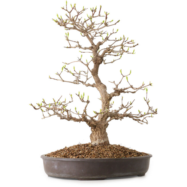 Acer palmatum, 36 cm, ± 15 años de edad