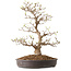Acer palmatum, 36 cm, ± 15 Jahre alt