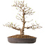 Acer palmatum, 36 cm, ± 15 jaar oud