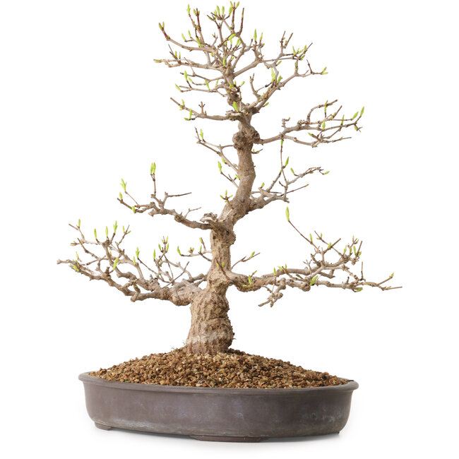 Acer palmatum, 36 cm, ± 15 jaar oud