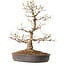 Acer palmatum, 36 cm, ± 15 ans