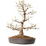 Acer palmatum, 36 cm, ± 15 jaar oud