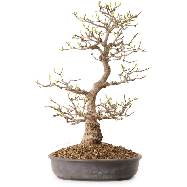 Acer palmatum, 36 cm, ± 15 Jahre alt