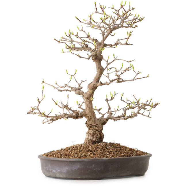 Acer palmatum, 36 cm, ± 15 jaar oud