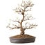 Acer palmatum, 36 cm, ± 15 ans