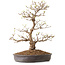 Acer palmatum, 36 cm, ± 15 years old