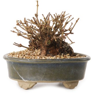 Viorne, 9 cm, ± 8 ans