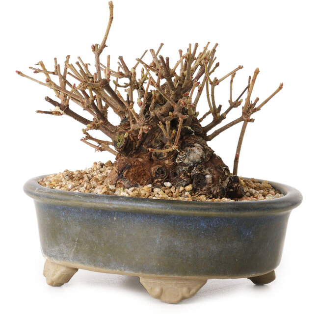 Viburnum, 9 cm, ± 8 Jahre alt, mit einem Wurzelhals von 7 cm