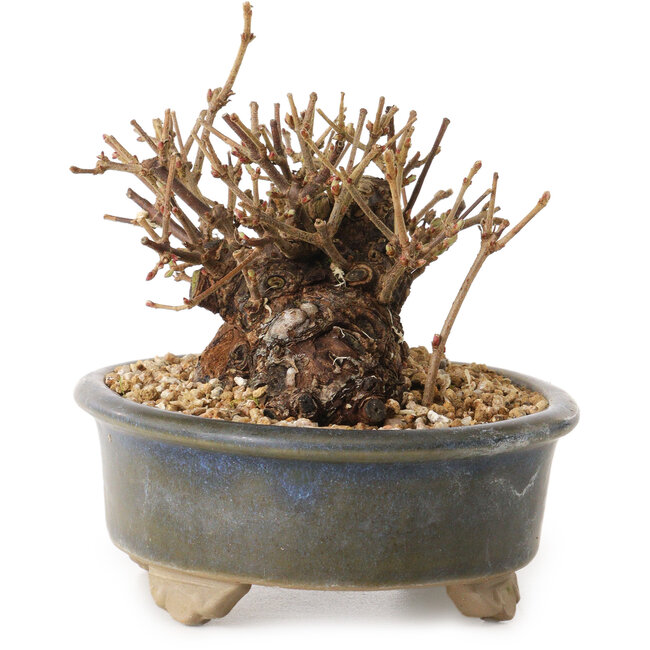 Viburnum, 9 cm, ± 8 years old, with a nebari of 7 cm