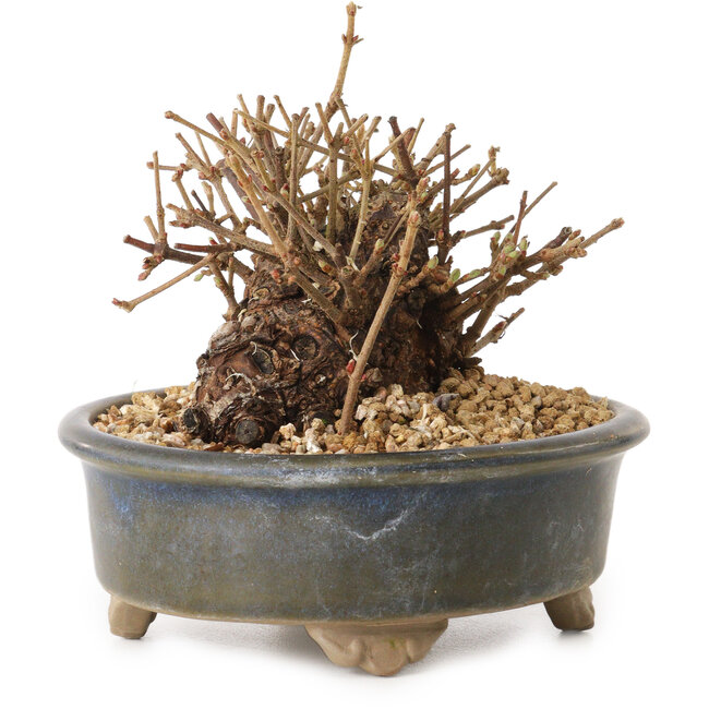 Viburnum, 9 cm, ± 8 Jahre alt, mit einem Wurzelhals von 7 cm