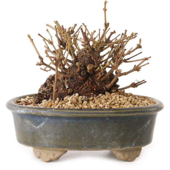 Viorne, 9 cm, ± 8 ans, avec un nebari de 7 cm