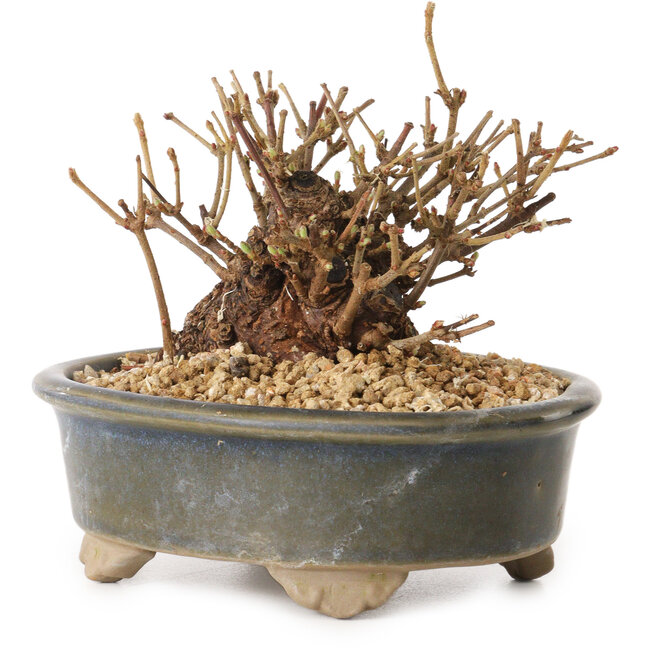 Viburnum, 9 cm, ± 8 years old, with a nebari of 7 cm